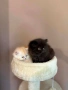 Персийски котенца , снимка 2