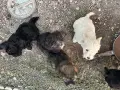 Обикновени болонки, снимка 7