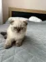 Малки шотландски котенца, снимка 1