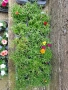 Кичесто калдаръмче микс от цветове , снимка 9
