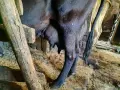 3 млечни кравии, снимка 3