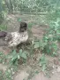 Мини кокошки декорация, снимка 3