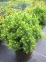 Picea glauca ‘Alberta Globe’-Пицея, снимка 1