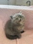 Британска късо космата, снимка 5