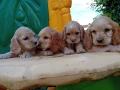 Английски кокер шпаньол, снимка 5