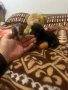 Продавам чихуахуа , снимка 6
