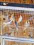 Вълнисти папагали и Корели , снимка 9