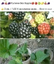 🍇🍒🍇Плодове - разсад 🍓🍎🍏🍋🍒🍇, снимка 4
