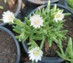 🩷🌿🌸 Делосперма/Delosperma, снимка 2