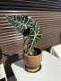 Alocasia amazonica 'Polly' (Алоказия 'Поли'), снимка 2