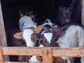 свободни бозайници и отбити телета, снимка 6