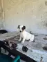 продавам женско джак ръселче, снимка 6