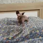 Канадски сфинкс и елф, снимка 5