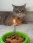 Британска късокосместа, снимка 5
