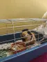 Морско свинче на около година , снимка 1