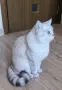 Британско женско коте таби , снимка 7