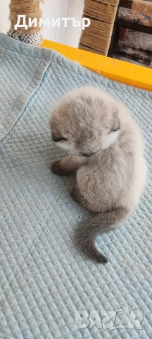 Шотландски котета, снимка 12 - Британска късокосместа - 54252517