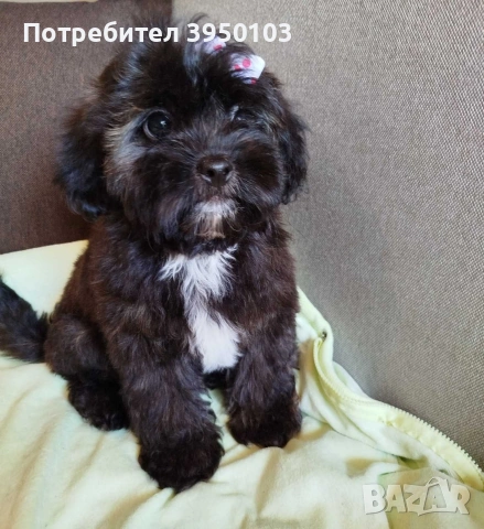 Shih poo /Ши ПУ момиченце , снимка 2 - Пудели - 54725435