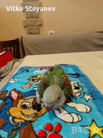 Ръчнохранени Големи Александри, снимка 2 - Папагали - 54096018