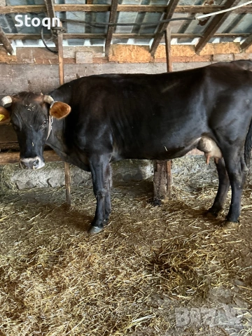 Продавам 2 Крави за Клане