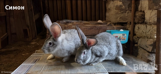 Зайци чинчила, снимка 2 - Други - 54194785