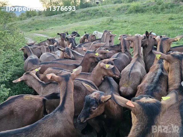 Продавам чистокръвни кози френски алпин  , снимка 5 - За селскостопански - 55360308