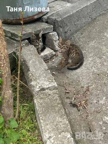 Подарявам малки котенца, снимка 3 - Други - 54489136