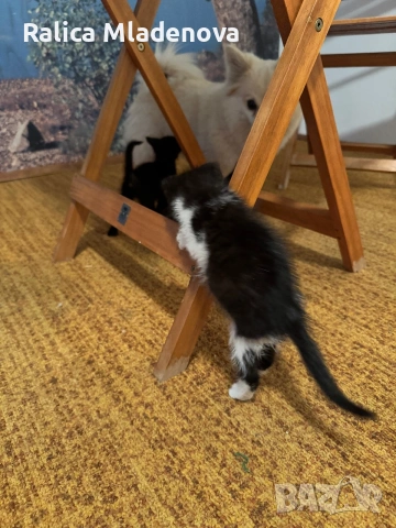 Подарявам котенца, снимка 3 - Други - 54893197