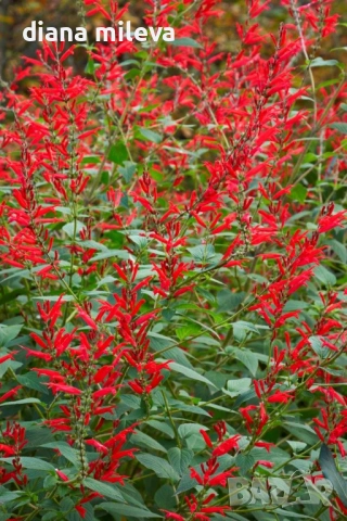 Салвия Червен Роман, Salvia Roman Red или по-известна като Градински чай!!, снимка 2 - Градински цветя и растения - 54161532