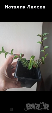 Кализия, callisia Navicularis, снимка 4 - Стайни растения - 53972357