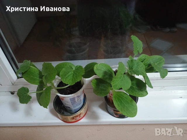 Продавам разсад тиквички в кофички, снимка 2 - Разсади - 54692960