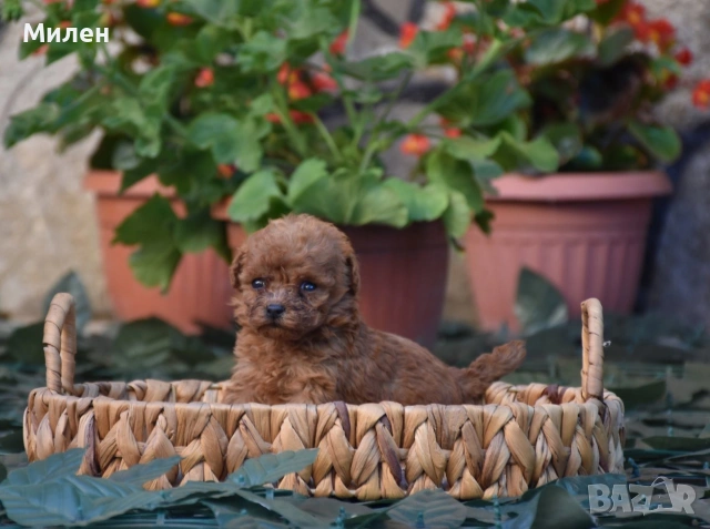 Той пудел Toy poodle, снимка 11 - Пудели - 55006000