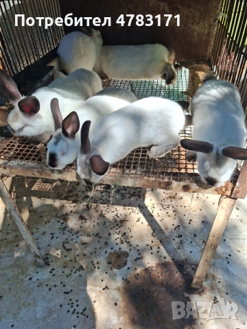Продавам зайци., снимка 5 - За селскостопански - 55252274