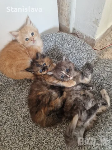 котенца Мейн Куун, снимка 8 - Мейн кун - 55670869