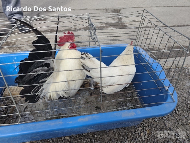 Шабо, снимка 2 - други­ - 54175354