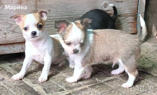 Чихуахуа кученца мъжки и женски, снимка 4 - Чихуахуа - 54144288