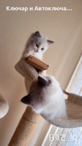 Регдол чистокръвни котета / Ragdoll, снимка 8 - Други - 55252802