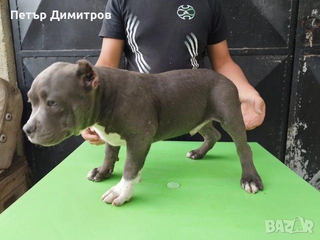 американско були покет , снимка 7 - Други - 55164796