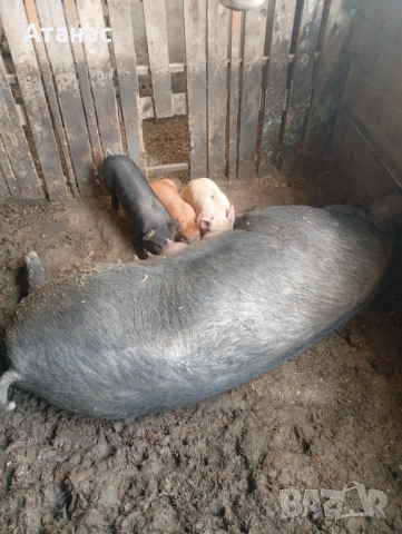 Продавам малки прасенца 100 евро за брой, снимка 6 - Прасета - 51133012