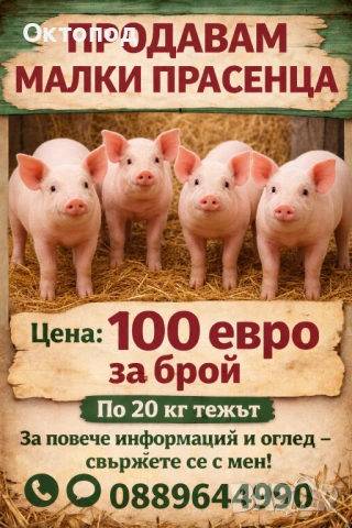 Продавам малки прасенца