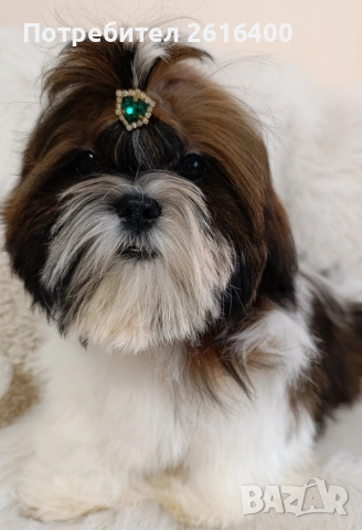 кученце Ши Тцу