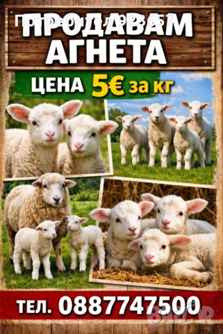 Продавам агнета 🐑  25-броя, снимка 1 - За селскостопански - 54181260