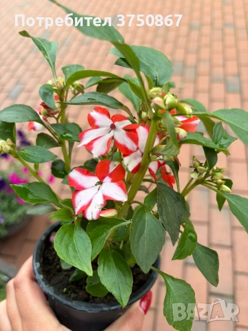 🩷🌿💜 Impatiens walleriana 'Raffael Star Mix' (Циганче / Импатиенс), снимка 2 - Градински цветя и растения - 54733445