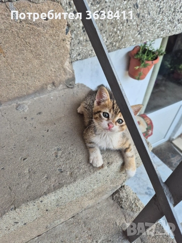 Подарявам малки котета, снимка 7 - Други - 55250290