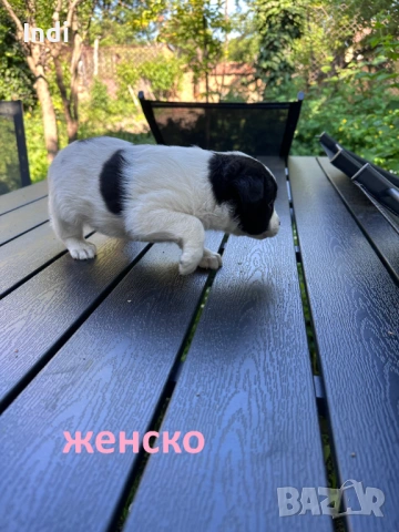 Подарявам кученца, снимка 7 - Други - 54687701