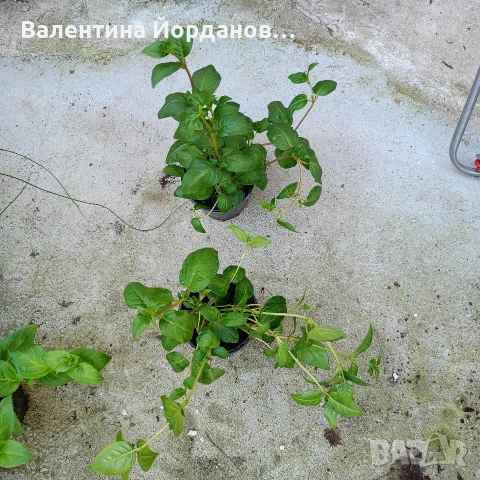 фуксия каскадна, снимка 3 - Градински цветя и растения - 54333935