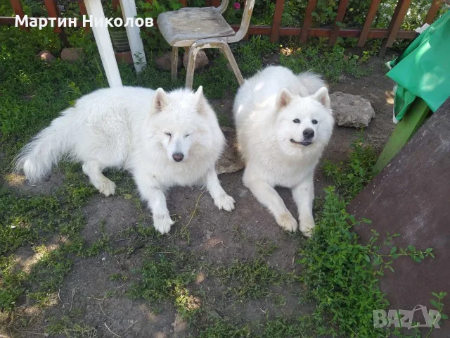 продават се три броя женски самоеди, снимка 2 - Самоед - 55607239