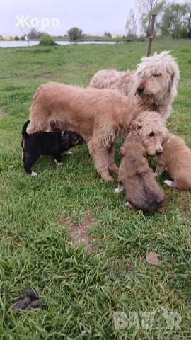 Бараци на два месеца , снимка 3 - Гонче - 54274483