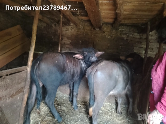Продавам 3 галета женски за тамазлък, снимка 2 - Други - 54392277