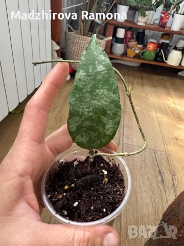 Hoya Хоя Caudata Green Borneo , снимка 2 - Стайни растения - 54569654